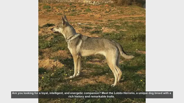 Video thumbnail for Discover the Lobito Herreño: Your Loyal and Intelligent Companion