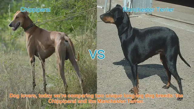 Video thumbnail for Chippiparai vs. Manchester Terrier: A Comparison of Unique Long-Leg Dog Breeds