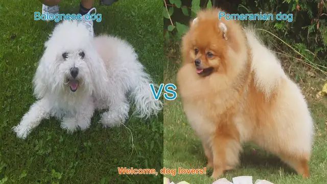 Video thumbnail for Bolognese vs. Pomeranian: A Comparison of Two Popular Dog Breeds
