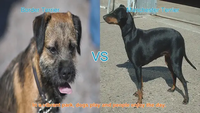 Video thumbnail for Border Terrier vs. Manchester Terrier: A Comparison of Beloved Dog Breeds