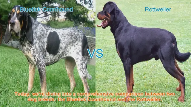 Video thumbnail for Bluetick Coonhound vs. Rottweiler: A Comprehensive Breed Comparison