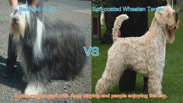 Video thumbnail for Exploring Bearded Collies and Soft-coated Wheaten Terriers: Origins, Appearance, and Temperament