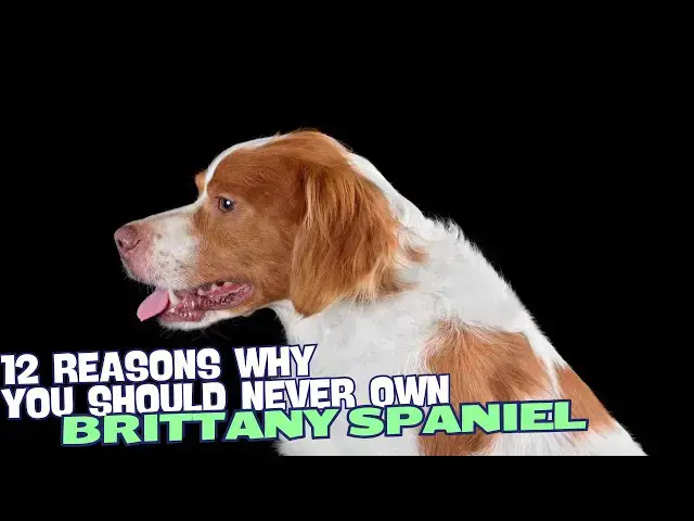 Video thumbnail for 12 Reasons Why You Should Never Own a Brittany Spaniel 🐾