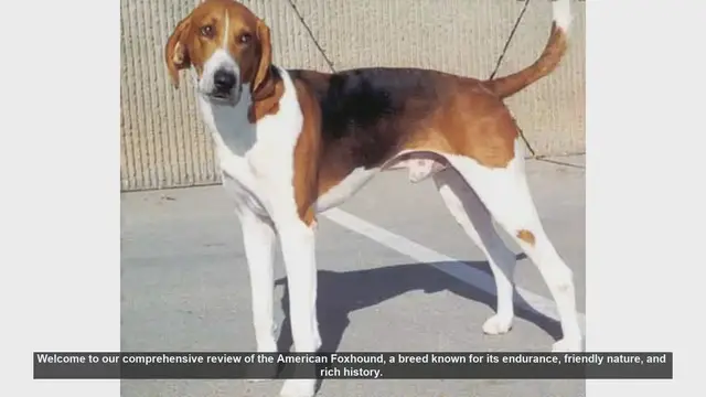 Video thumbnail for American Foxhound: The Ultimate Guide to This Energetic and Friendly Breed