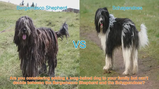Video thumbnail for Bergamasco Shepherd vs. Schapendoes: A Comprehensive Breed Comparison