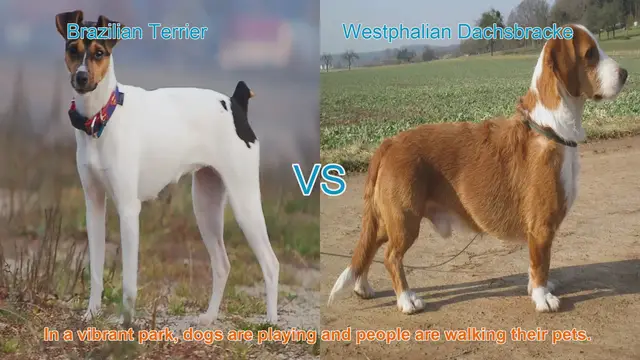 Video thumbnail for Brazilian Terrier vs. Westphalian Dachsbracke: A Breed Comparison