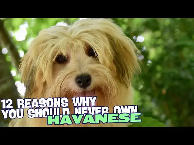 Video thumbnail for 12 Reasons Why You Should Never Own a Havanese Dog 🐾