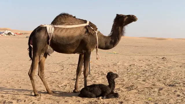 Video thumbnail for Schwarze Kamele in der Rub al-Khali | Oman