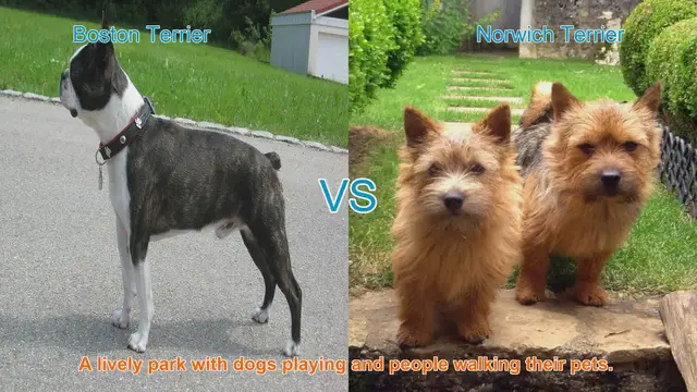 Video thumbnail for Boston Terrier vs. Norwich Terrier: A Charming Breed Comparison