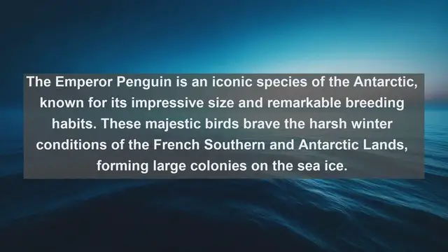 Video thumbnail for Exploring the Wild Frontiers: Top 10 Native Fauna of French Southern and Antarctic Lands