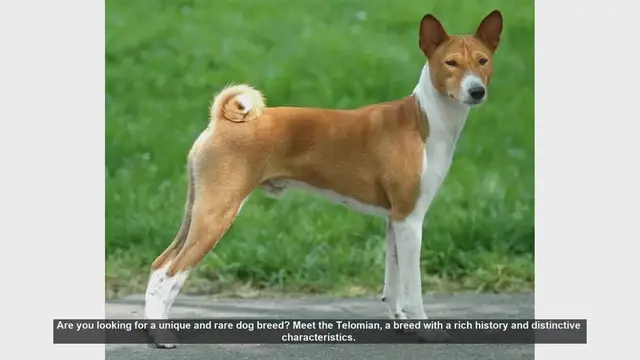Video thumbnail for Discover the Rare and Agile Telomian Dog Breed