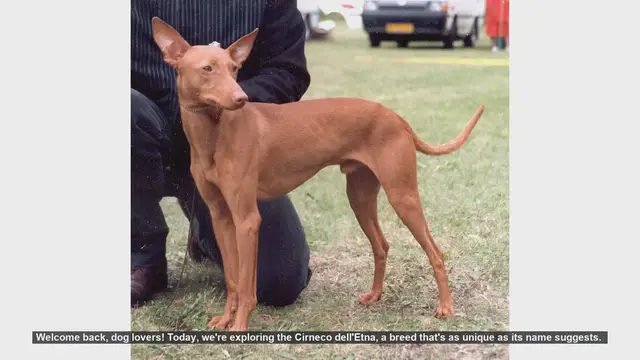 Video thumbnail for Discover the Unique Cirneco dell'Etna: History, Traits, and Care Tips