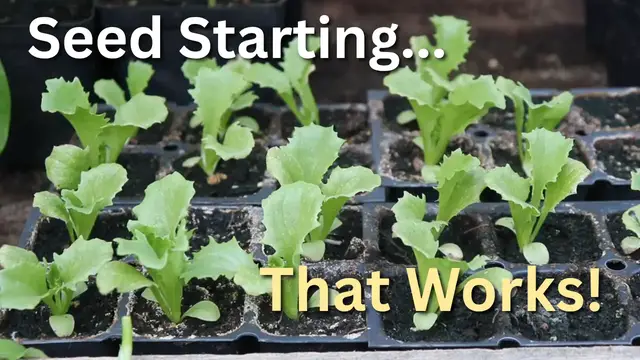 'Video thumbnail for How I Start Lettuce in the Heat (Seed to Transplant)'