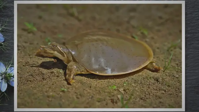 'Video thumbnail for How To Catch Softshell Turtles? Tips from a Turtle Enthusiast'