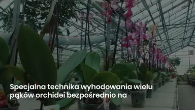 'Video thumbnail for Dzięki tej technice Twoja orchidea wyhoduje wiele pąków na jednej gałęzi'