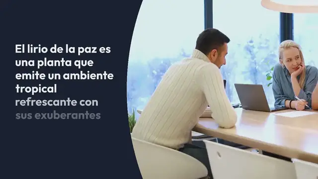 Video thumbnail for Lirio de la paz: no te equivoques, aquí tienes el lugar ideal para que florezca en tu hogar