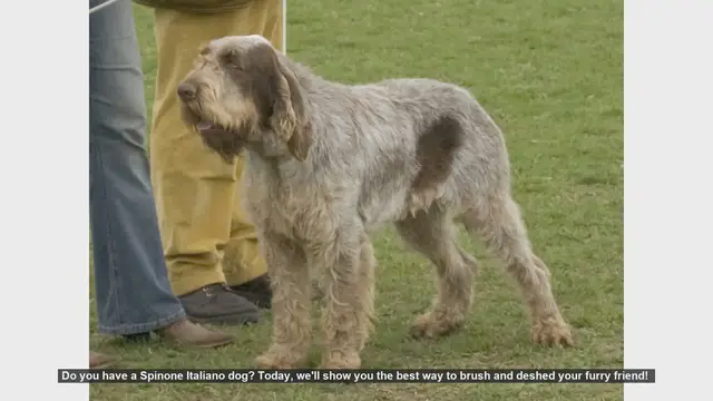 Video thumbnail for How to Brush and Deshed Your Spinone Italiano Dog