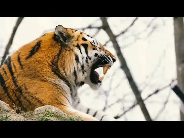 Video thumbnail for How Have Tiger Stripes Evolved to Maximize Camouflage?