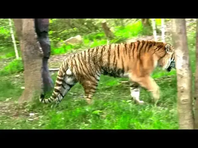 Video thumbnail for How Do Tigers Select Water Sources for Drinking and Hunting?