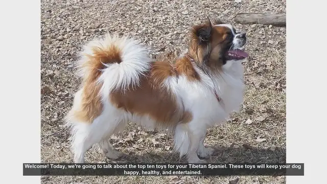 Video thumbnail for Top 10 Toys for Your Tibetan Spaniel: Keep Your Dog Happy and Healthy!