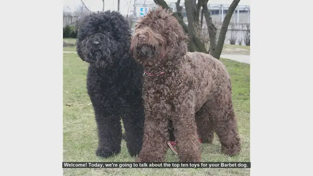 Video thumbnail for Top 10 Toys for Your Barbet Dog
