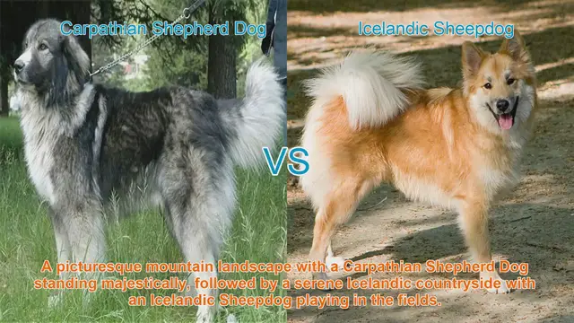 Video thumbnail for Comparing Carpathian Shepherd Dog and Icelandic Sheepdog: Origins, Appearance, Temperament, and More!