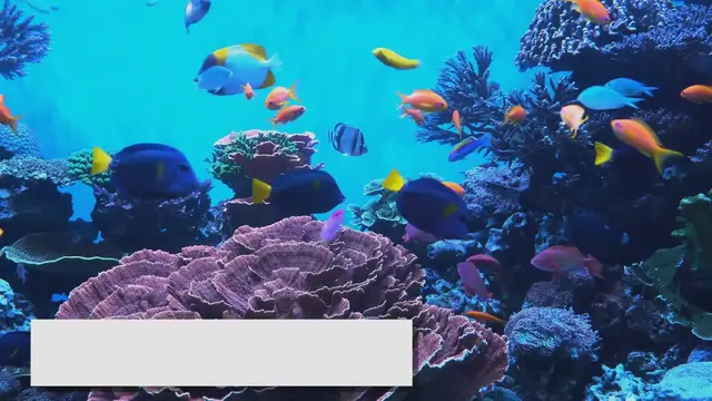 Video thumbnail for Saltwater Fish Care: A Guide to a Successful Marine Aquarium