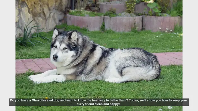 Video thumbnail for How to Bathe Your Chukotka Sled Dog: Step-by-Step Guide