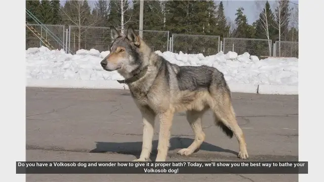 Video thumbnail for How to Bathe Your Volkosob Dog: Step-by-Step Guide