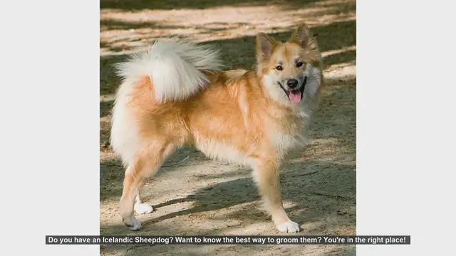 Video thumbnail for Ultimate Guide to Grooming Your Icelandic Sheepdog
