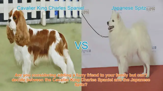 Video thumbnail for Cavalier King Charles Spaniel VS Japanese Spitz