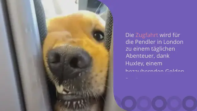 Video thumbnail for Golden Retriever Welpe verzaubert die Menschen in London: Seine herzerwärmende Geste berührt jeden
