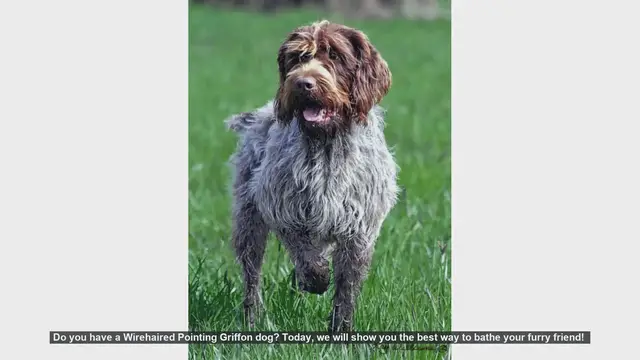 Video thumbnail for How to Bathe Your Wirehaired Pointing Griffon: Step-by-Step Guide
