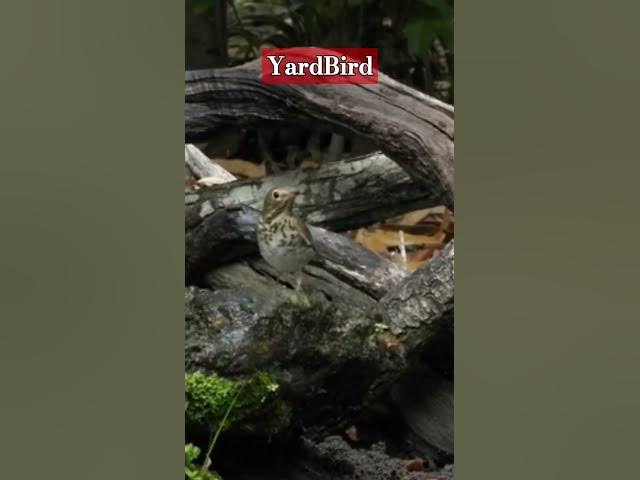 Video thumbnail for Refreshing Break