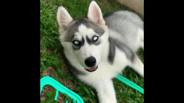 Video thumbnail for 10 consejos para cuidar tu  cachorro de husky siberiano