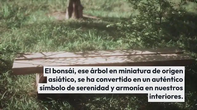 Video thumbnail for Dominar el arte del cuidado del bonsái: consejos y trucos para un crecimiento óptimo de tu árbol en miniature