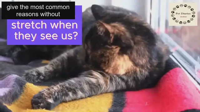 'Video thumbnail for Cat Behavior - Why Cats Stretch Around You'
