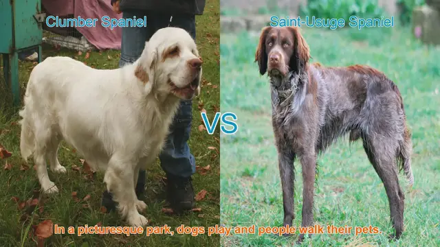 Video thumbnail for Clumber Spaniel vs. Saint-Usuge Spaniel: A Comparison of Two Spaniel Breeds