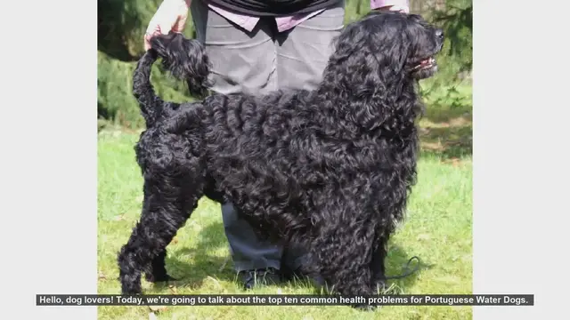 Video thumbnail for Top 10 Health Issues in Portuguese Water Dogs: What You Need to Know