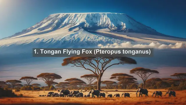 Video thumbnail for Discovering Tonga's Native Fauna: Top 10 Endemic Species