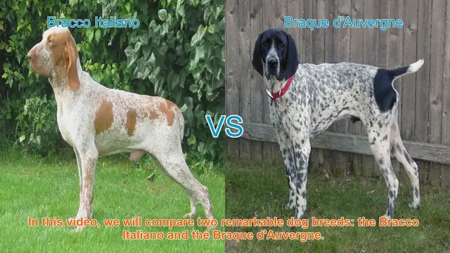 Video thumbnail for Comparing Bracco Italiano and Braque d'Auvergne: A Guide to Two Remarkable Dog Breeds