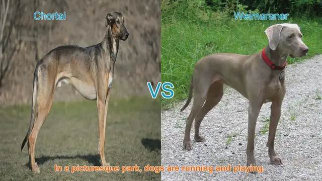 Video thumbnail for Chortai vs. Weimaraner: A Comparison of Two Athletic Dog Breeds