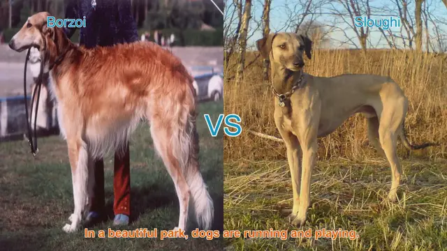 Video thumbnail for Comparing Borzoi and Sloughi: Elegant Long-Leg Dog Breeds