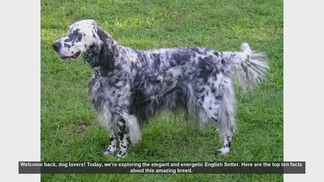 Video thumbnail for Top 10 Facts About the Elegant English Setter