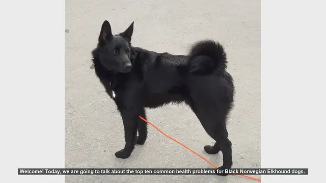 Video thumbnail for Top 10 Health Issues in Black Norwegian Elkhound Dogs