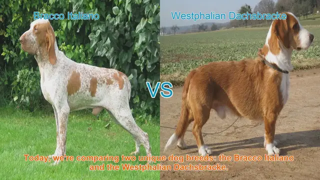 Video thumbnail for Bracco Italiano vs. Westphalian Dachsbracke: A Comparative Guide