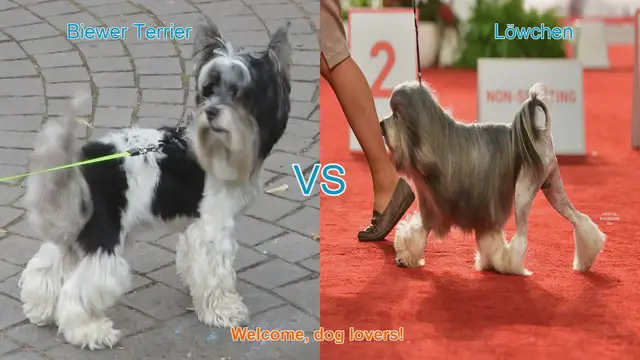 Video thumbnail for Biewer Terrier VS Löwchen
