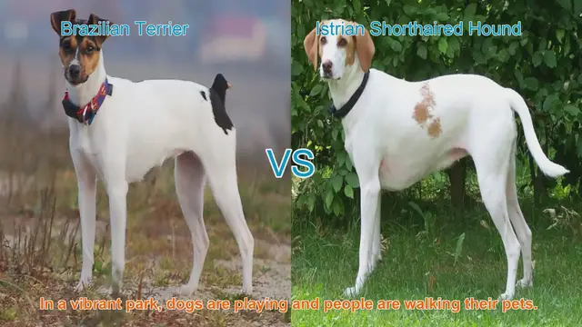 Video thumbnail for Brazilian Terrier vs. Istrian Shorthaired Hound: A Breed Comparison