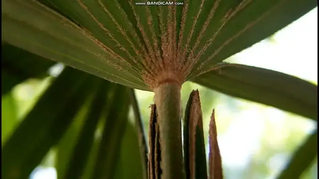 'Video thumbnail for lady palm tree indoor plant care'