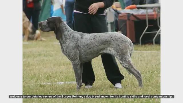 Video thumbnail for Burgos Pointer: The Ultimate Hunting Companion and Loyal Family Pet